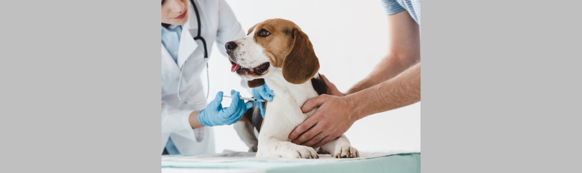 Ambassador Animal Hospital Professional Vet Clinic in Northern NJ